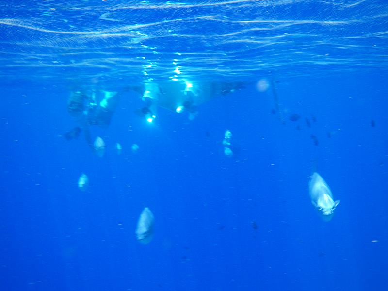 Illustration for article titled Review: Pentax W60 Waterproof Camera Catching Whale Sharks